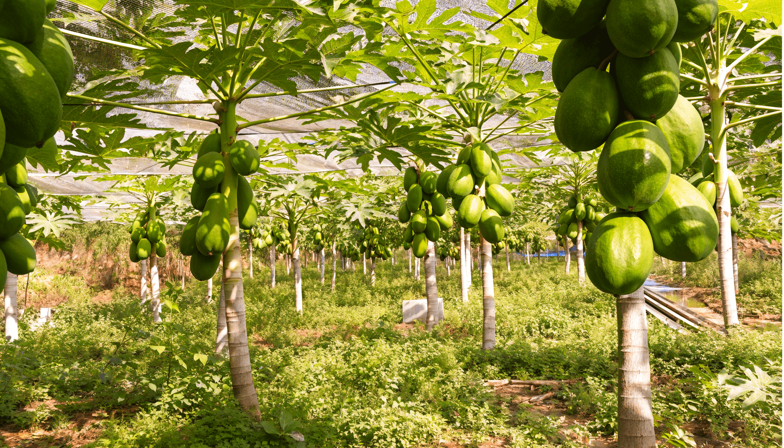Four people standing together beneath papaya trees